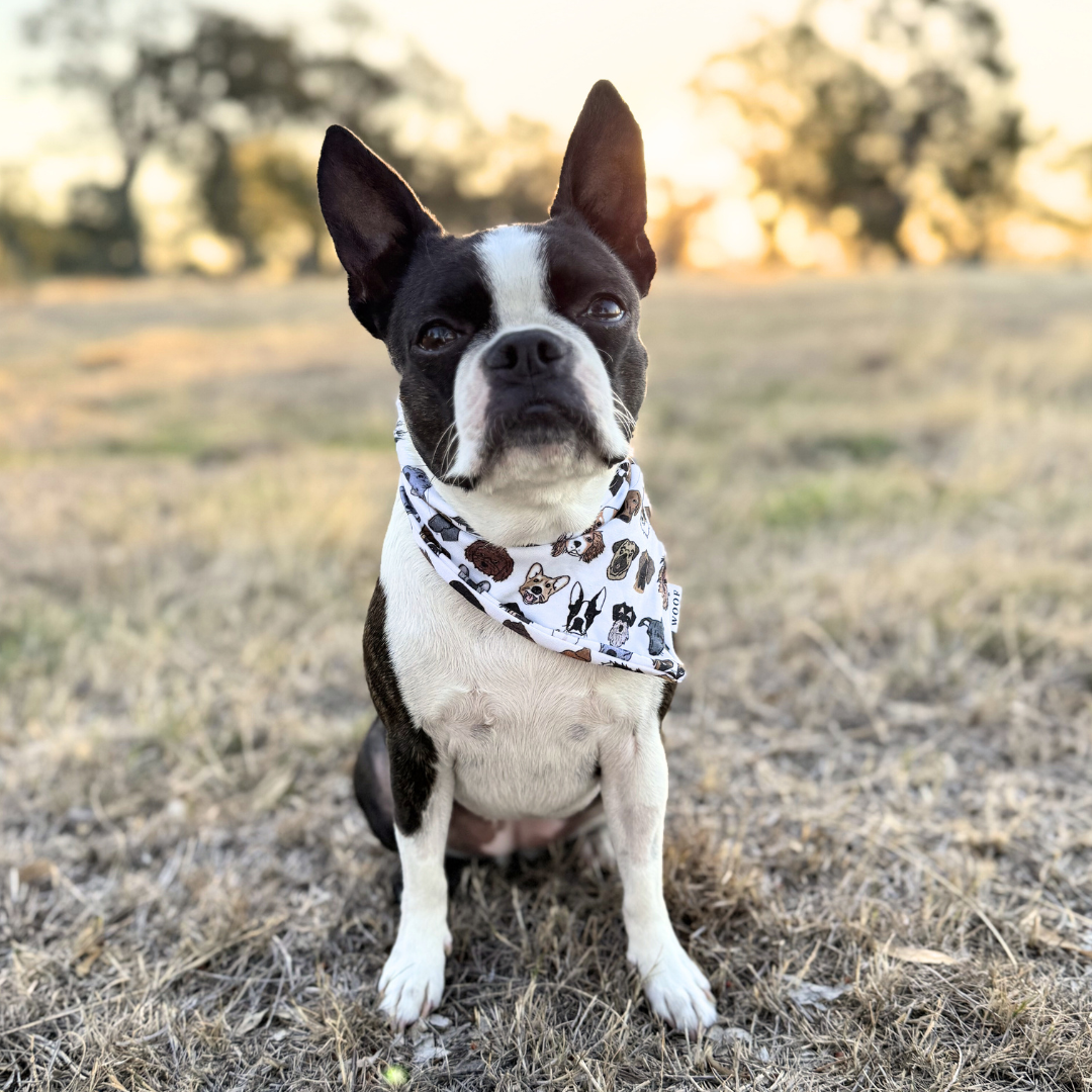 Dog wearing a bandana sitting on a grassy field with trees in the background