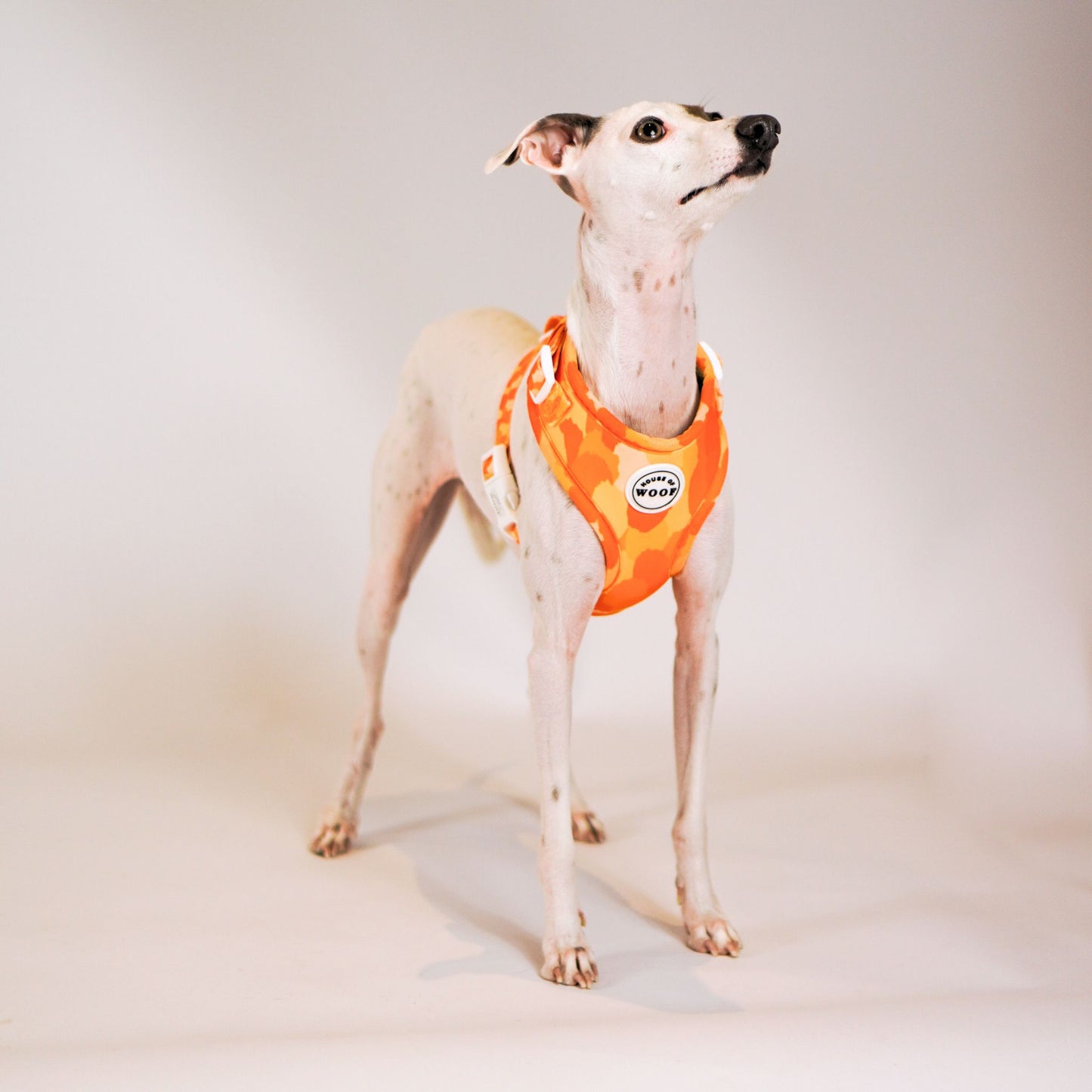 Italian Greyhound wearing bright orange patterned dog harness with House of Woof logo, lightweight and adjustable dog walking accessory.