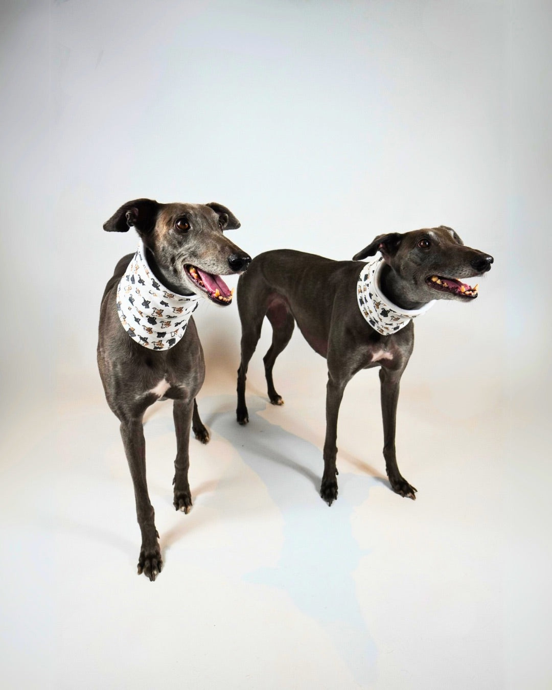 Dog Neck Snoods