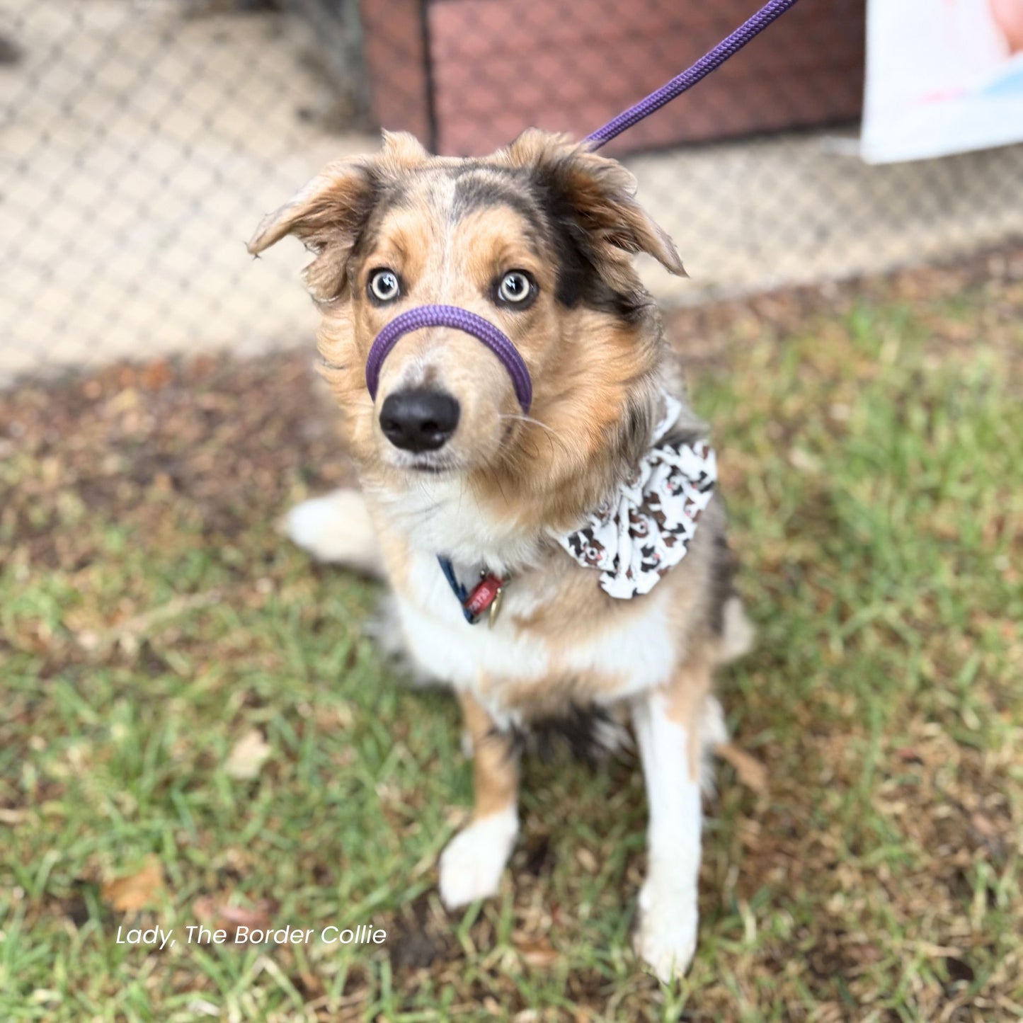 Border Collie Dog Sailor Bow