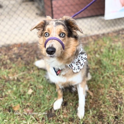 Border Collie Dog Sailor Bow