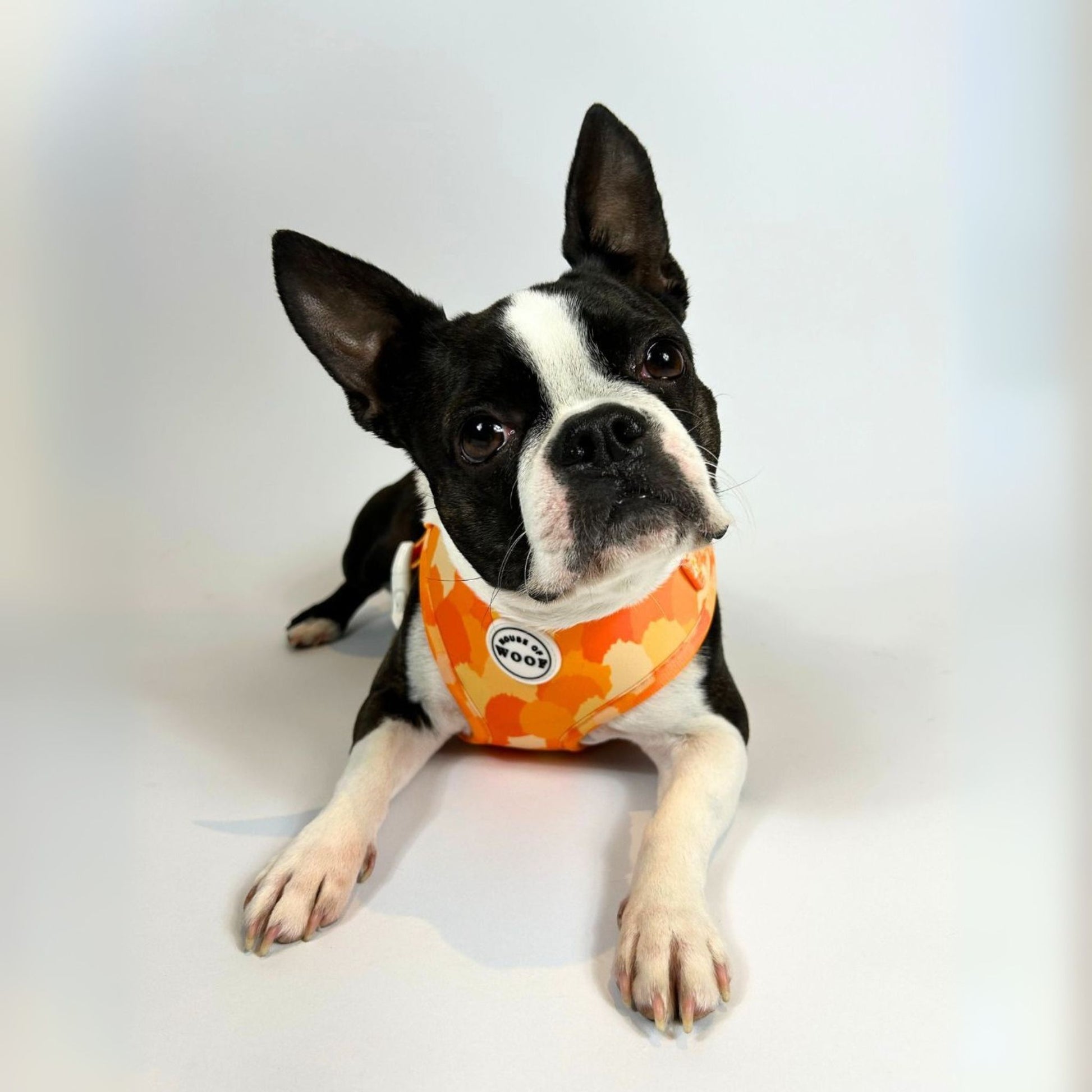 Boston Terrier wearing bright orange patterned dog harness by House of Woof, stylish and comfortable pet accessory.