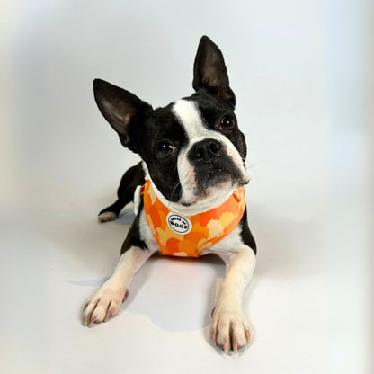 Boston Terrier wearing bright orange patterned dog harness by House of Woof, stylish and comfortable pet accessory.