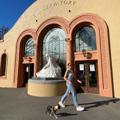 Boston Terrier wearing a bright orange patterned dog harness by House of Woof, stylish and comfortable pet accessory for walks.