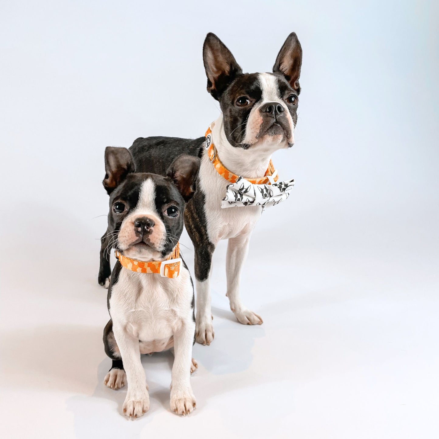 Two Boston Terriers wearing bright orange patterned dog collars by House of Woof, one with a matching bow tie, stylish coordinated pet accessories.