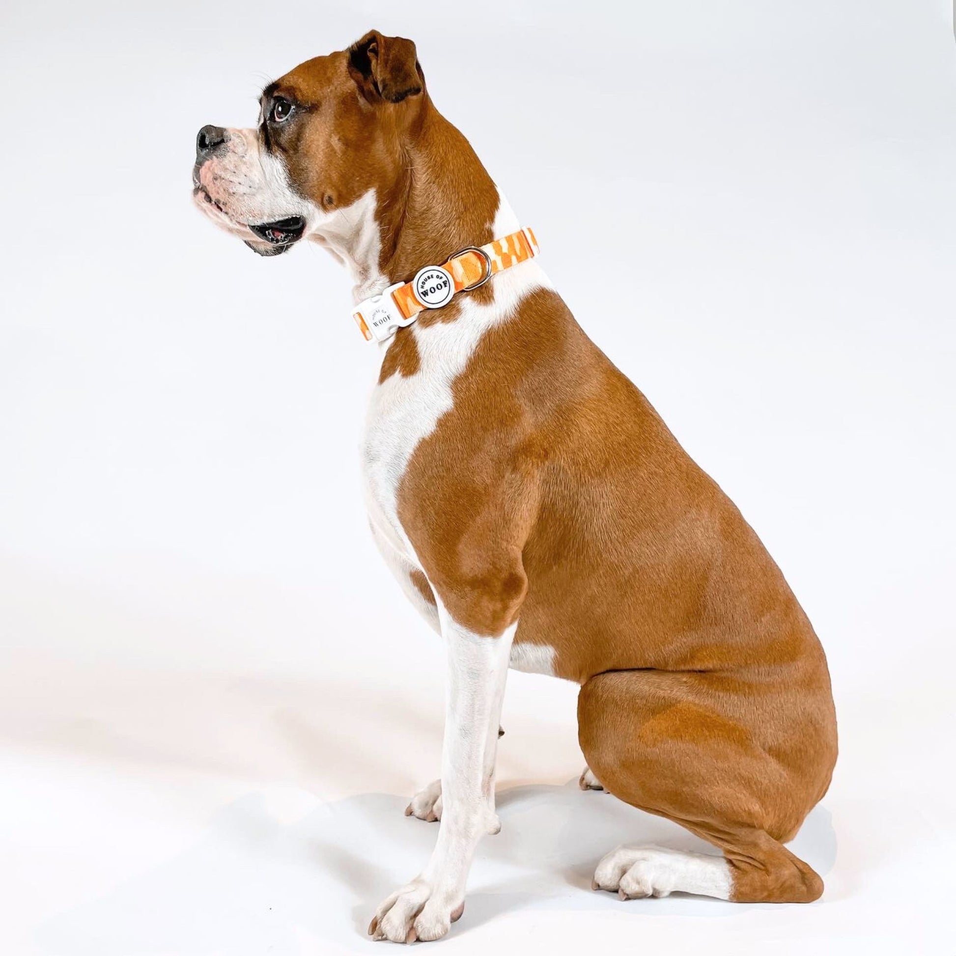 Boxer dog wearing bright orange patterned dog collar with House of Woof logo, stylish and durable pet accessory.