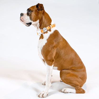 Boxer dog wearing bright orange patterned dog collar with House of Woof logo, stylish and durable pet accessory.