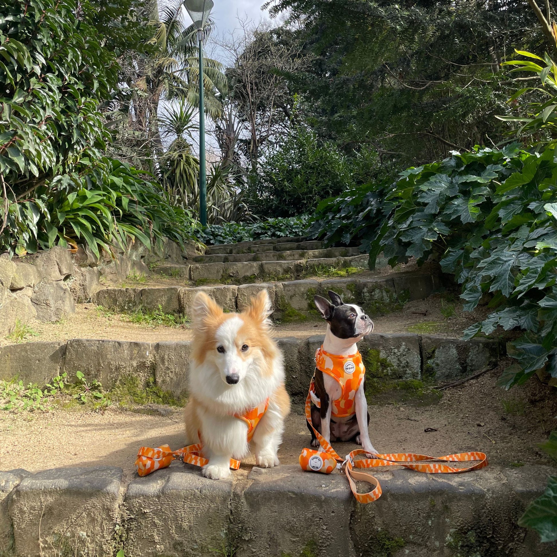 Corgi and Boston Terrier wearing matching bright orange dog harnesses with leads and poop bag holders by House of Woof, stylish pet walking accessories in an outdoor garden setting.