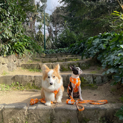 Corgi and Boston Terrier wearing matching bright orange dog harnesses with leads and poop bag holders by House of Woof, stylish pet walking accessories in an outdoor garden setting.