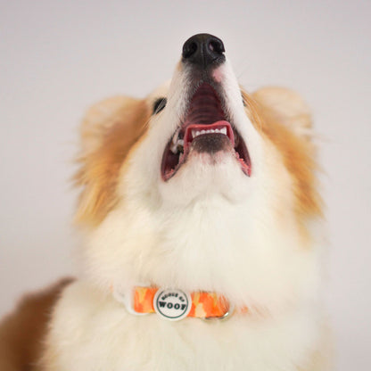 Corgi wearing bright orange patterned dog collar with House of Woof logo, looking up with mouth open, stylish and comfortable pet accessory.
