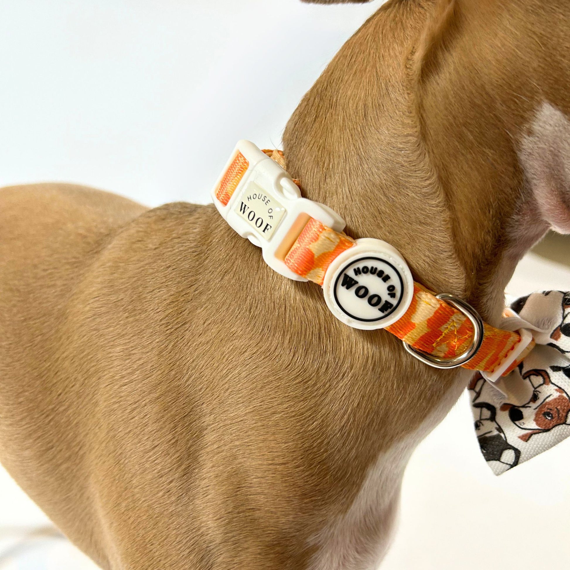 Italian Greyhound wearing bright orange patterned dog collar with white buckle and House of Woof logo, stylish and adjustable pet accessory.